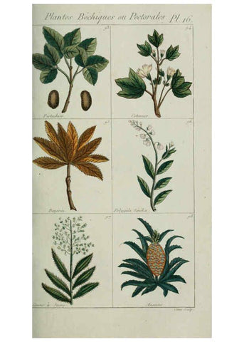 Reproducción/Reproduction 6103443141: Plantes usuelles, indigènes et exotiques Paris :Duprat-Duverger,1809