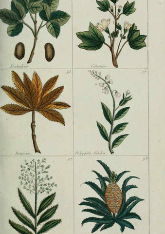 Reproducción/Reproduction 6103443141: Plantes usuelles, indigènes et exotiques Paris :Duprat-Duverger,1809