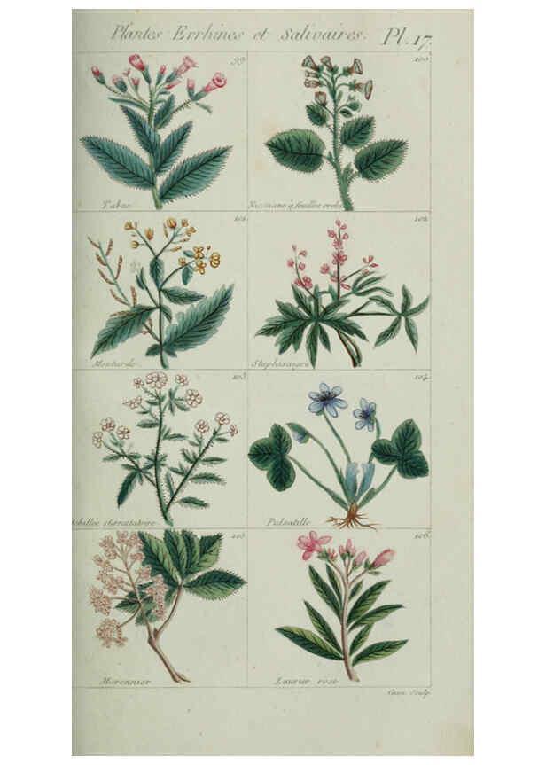 Reproducción/Reproduction 6103990840: Plantes usuelles, indigènes et exotiques Paris :Duprat-Duverger,1809