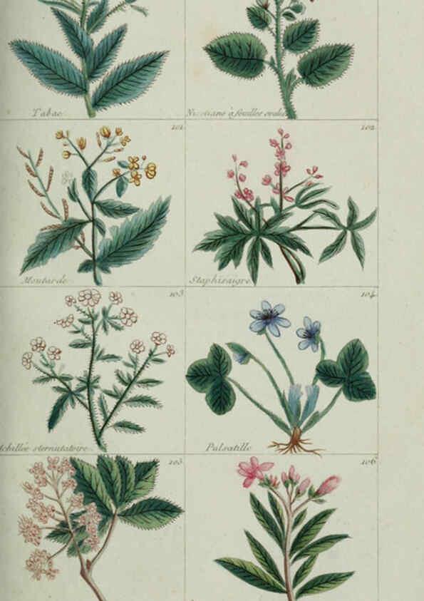 Reproducción/Reproduction 6103990840: Plantes usuelles, indigènes et exotiques Paris :Duprat-Duverger,1809