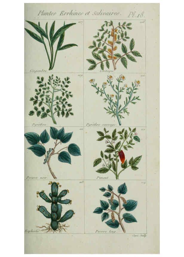 Reproducción/Reproduction 6103991068: Plantes usuelles, indigènes et exotiques Paris :Duprat-Duverger,1809