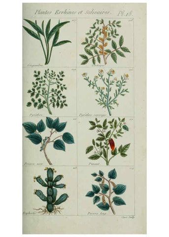 Reproducción/Reproduction 6103991068: Plantes usuelles, indigènes et exotiques Paris :Duprat-Duverger,1809