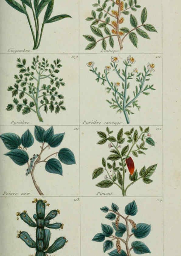 Reproducción/Reproduction 6103991068: Plantes usuelles, indigènes et exotiques Paris :Duprat-Duverger,1809