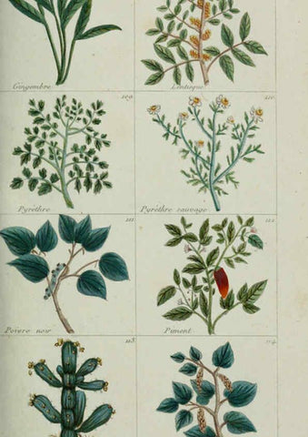 Reproducción/Reproduction 6103991068: Plantes usuelles, indigènes et exotiques Paris :Duprat-Duverger,1809