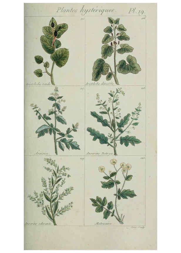 Reproducción/Reproduction 6103991442: Plantes usuelles, indigènes et exotiques Paris :Duprat-Duverger,1809