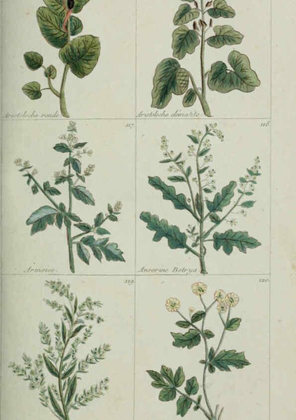 Reproducción/Reproduction 6103991442: Plantes usuelles, indigènes et exotiques Paris :Duprat-Duverger,1809