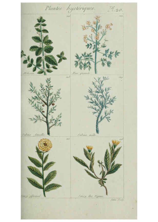 Reproducción/Reproduction 6103444147: Plantes usuelles, indigènes et exotiques Paris :Duprat-Duverger,1809