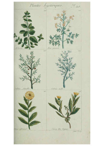Reproducción/Reproduction 6103444147: Plantes usuelles, indigènes et exotiques Paris :Duprat-Duverger,1809