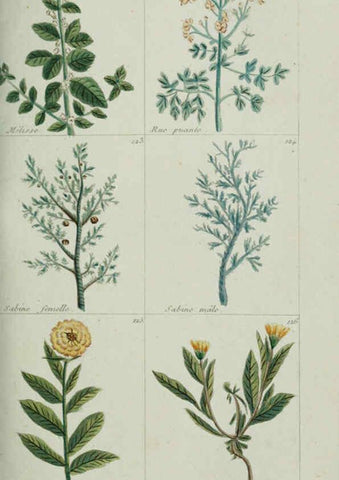 Reproducción/Reproduction 6103444147: Plantes usuelles, indigènes et exotiques Paris :Duprat-Duverger,1809