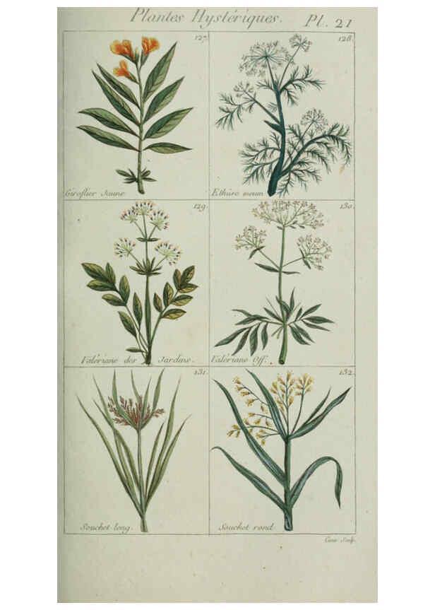 Reproducción/Reproduction 6103444537: Plantes usuelles, indigènes et exotiques Paris :Duprat-Duverger,1809