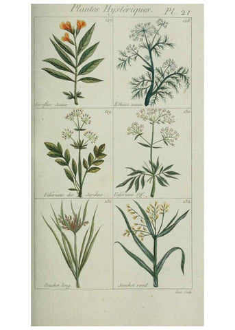 Reproducción/Reproduction 6103444537: Plantes usuelles, indigènes et exotiques Paris :Duprat-Duverger,1809
