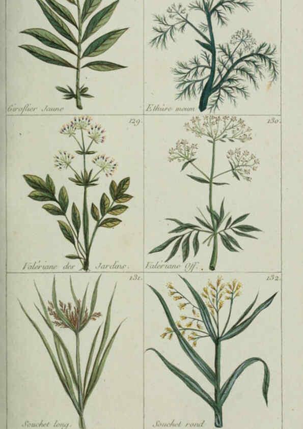 Reproducción/Reproduction 6103444537: Plantes usuelles, indigènes et exotiques Paris :Duprat-Duverger,1809