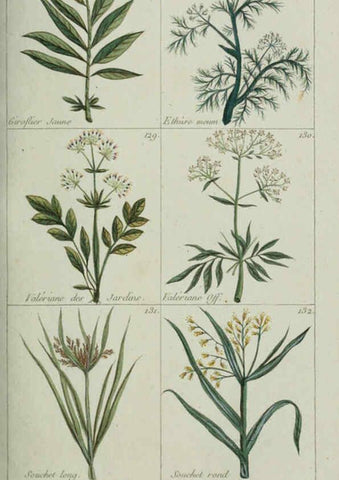 Reproducción/Reproduction 6103444537: Plantes usuelles, indigènes et exotiques Paris :Duprat-Duverger,1809