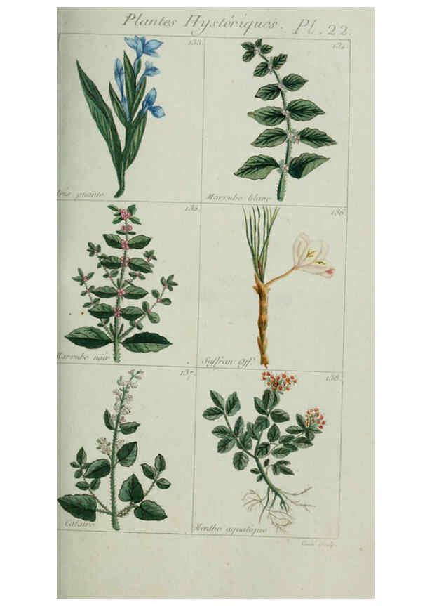 Reproducción/Reproduction 6103992282: Plantes usuelles, indigènes et exotiques Paris :Duprat-Duverger,1809