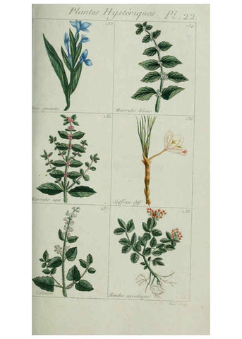 Reproducción/Reproduction 6103992282: Plantes usuelles, indigènes et exotiques Paris :Duprat-Duverger,1809