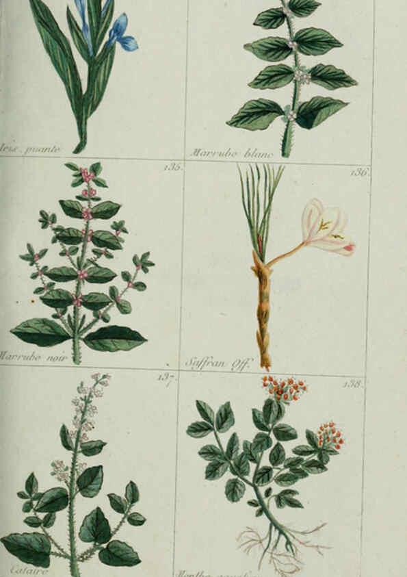 Reproducción/Reproduction 6103992282: Plantes usuelles, indigènes et exotiques Paris :Duprat-Duverger,1809
