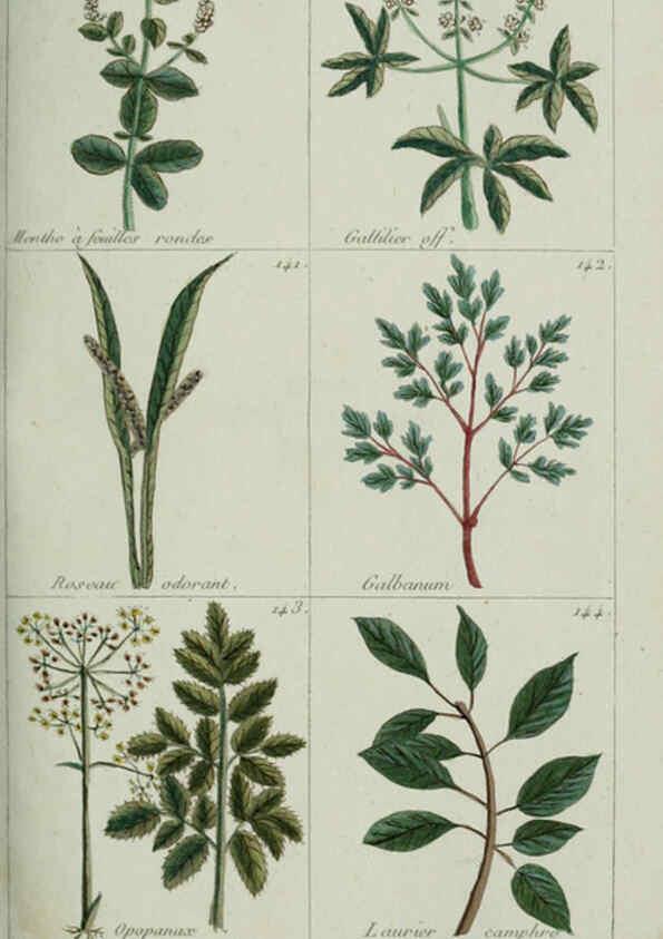 Reproducción/Reproduction 6103444959: Plantes usuelles, indigènes et exotiques Paris :Duprat-Duverger,1809