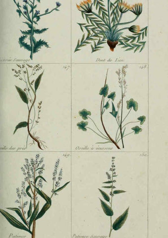 Reproducción/Reproduction 6103992940: Plantes usuelles, indigènes et exotiques Paris :Duprat-Duverger,1809