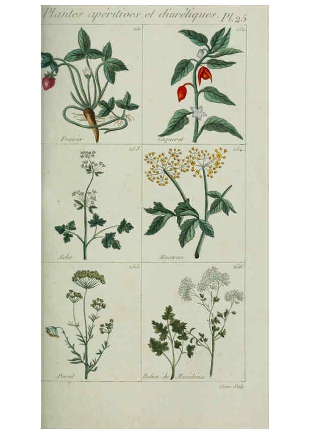 Reproducción/Reproduction 6103993194: Plantes usuelles, indigènes et exotiques Paris :Duprat-Duverger,1809