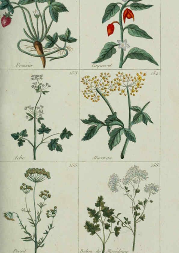 Reproducción/Reproduction 6103993194: Plantes usuelles, indigènes et exotiques Paris :Duprat-Duverger,1809