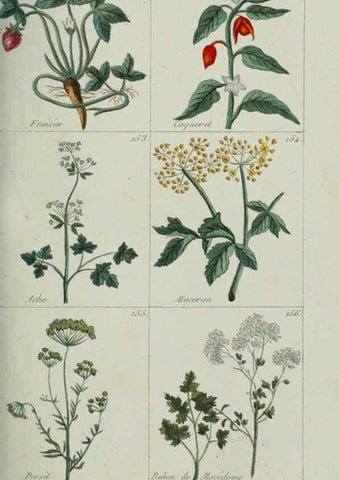 Reproducción/Reproduction 6103993194: Plantes usuelles, indigènes et exotiques Paris :Duprat-Duverger,1809