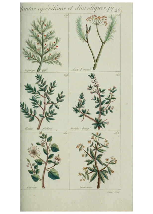 Reproducción/Reproduction 6103445917: Plantes usuelles, indigènes et exotiques Paris :Duprat-Duverger,1809