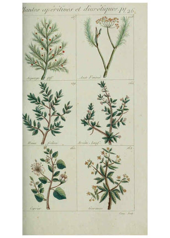 Reproducción/Reproduction 6103445917: Plantes usuelles, indigènes et exotiques Paris :Duprat-Duverger,1809