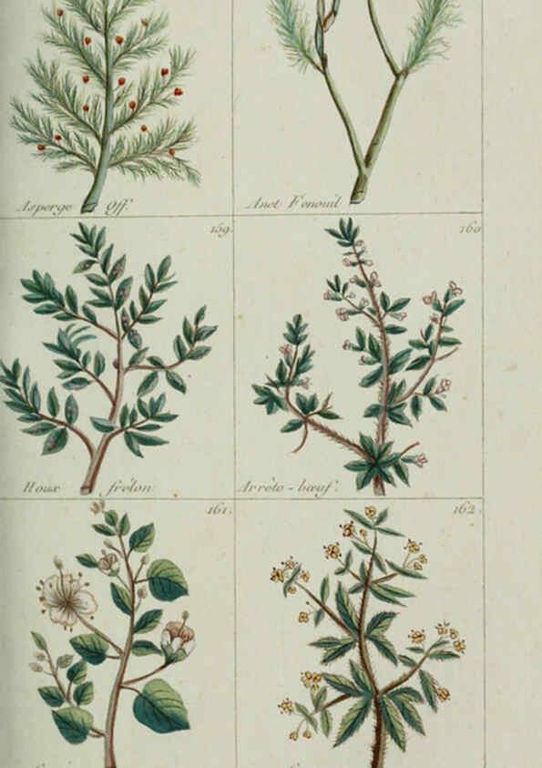 Reproducción/Reproduction 6103445917: Plantes usuelles, indigènes et exotiques Paris :Duprat-Duverger,1809