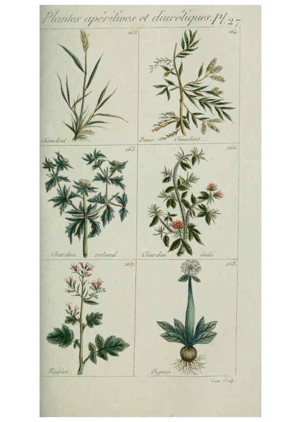 Reproducción/Reproduction 6103994936: Plantes usuelles, indigènes et exotiques Paris :Duprat-Duverger,1809