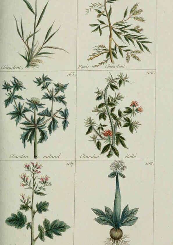 Reproducción/Reproduction 6103994936: Plantes usuelles, indigènes et exotiques Paris :Duprat-Duverger,1809