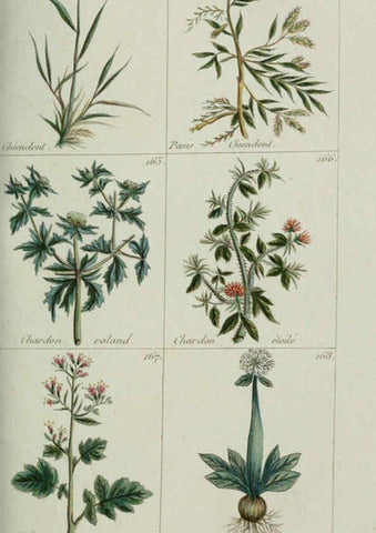 Reproducción/Reproduction 6103994936: Plantes usuelles, indigènes et exotiques Paris :Duprat-Duverger,1809