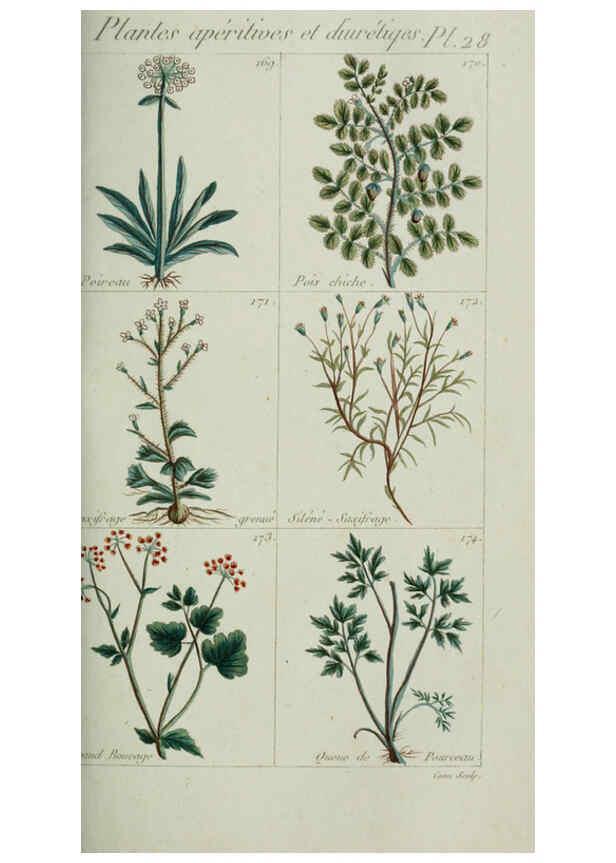 Reproducción/Reproduction 6103447675: Plantes usuelles, indigènes et exotiques Paris :Duprat-Duverger,1809