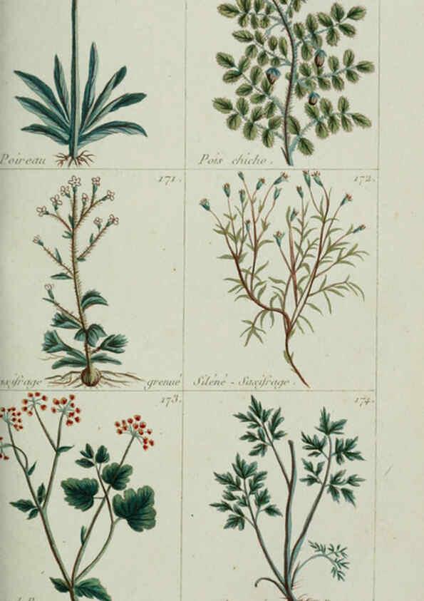 Reproducción/Reproduction 6103447675: Plantes usuelles, indigènes et exotiques Paris :Duprat-Duverger,1809