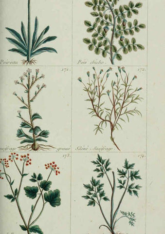 Reproducción/Reproduction 6103447675: Plantes usuelles, indigènes et exotiques Paris :Duprat-Duverger,1809