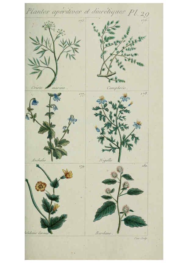 Reproducción/Reproduction 6103995478: Plantes usuelles, indigènes et exotiques Paris :Duprat-Duverger,1809