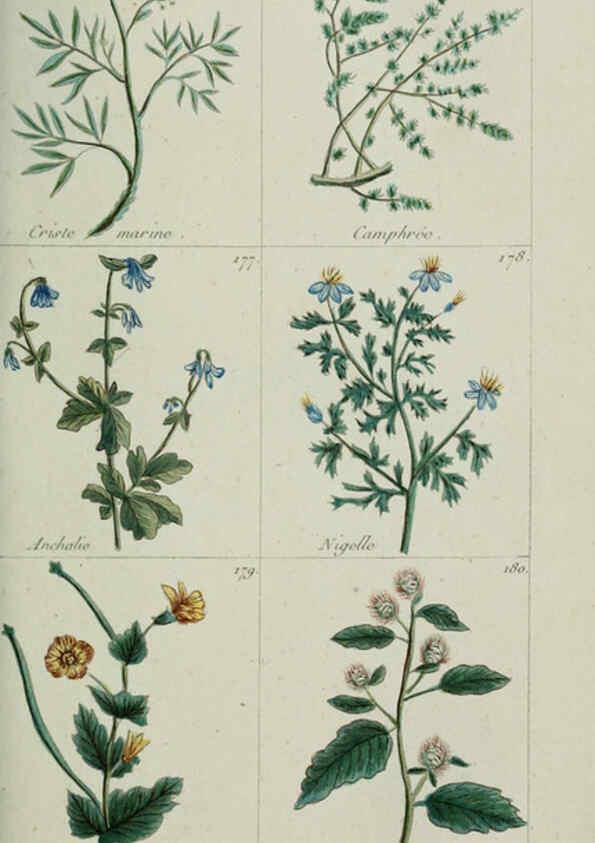 Reproducción/Reproduction 6103995478: Plantes usuelles, indigènes et exotiques Paris :Duprat-Duverger,1809