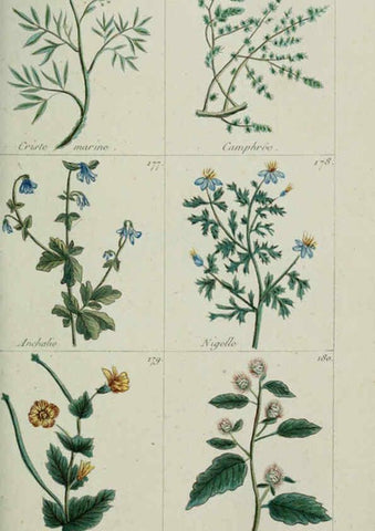 Reproducción/Reproduction 6103995478: Plantes usuelles, indigènes et exotiques Paris :Duprat-Duverger,1809