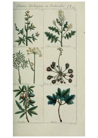 Reproducción/Reproduction 6103989902: Plantes usuelles, indigènes et exotiques Paris :Duprat-Duverger,1809