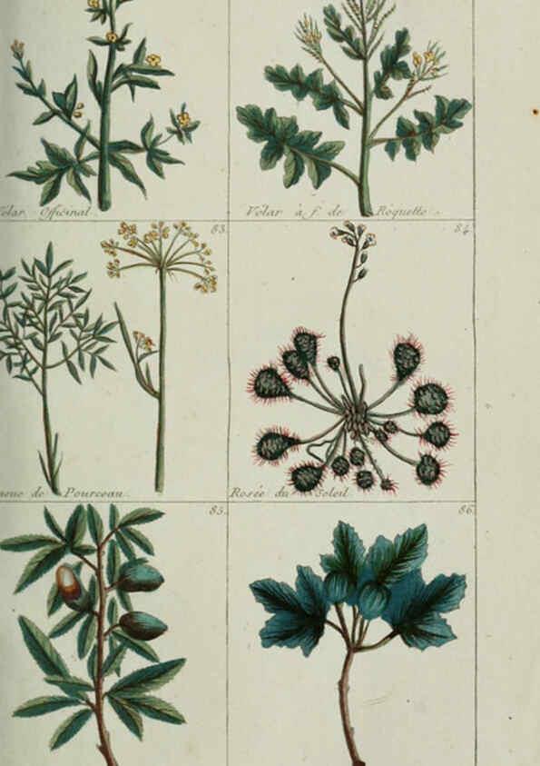 Reproducción/Reproduction 6103989902: Plantes usuelles, indigènes et exotiques Paris :Duprat-Duverger,1809