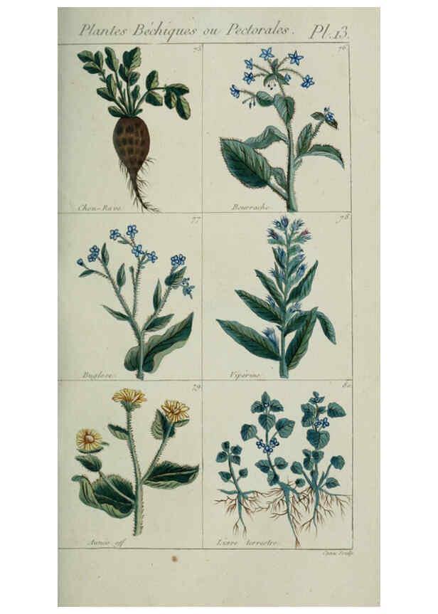 Reproducción/Reproduction 6103442249: Plantes usuelles, indigènes et exotiques Paris :Duprat-Duverger,1809