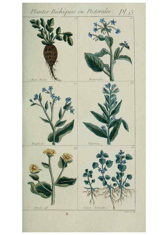 Reproducción/Reproduction 6103442249: Plantes usuelles, indigènes et exotiques Paris :Duprat-Duverger,1809