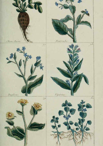 Reproducción/Reproduction 6103442249: Plantes usuelles, indigènes et exotiques Paris :Duprat-Duverger,1809