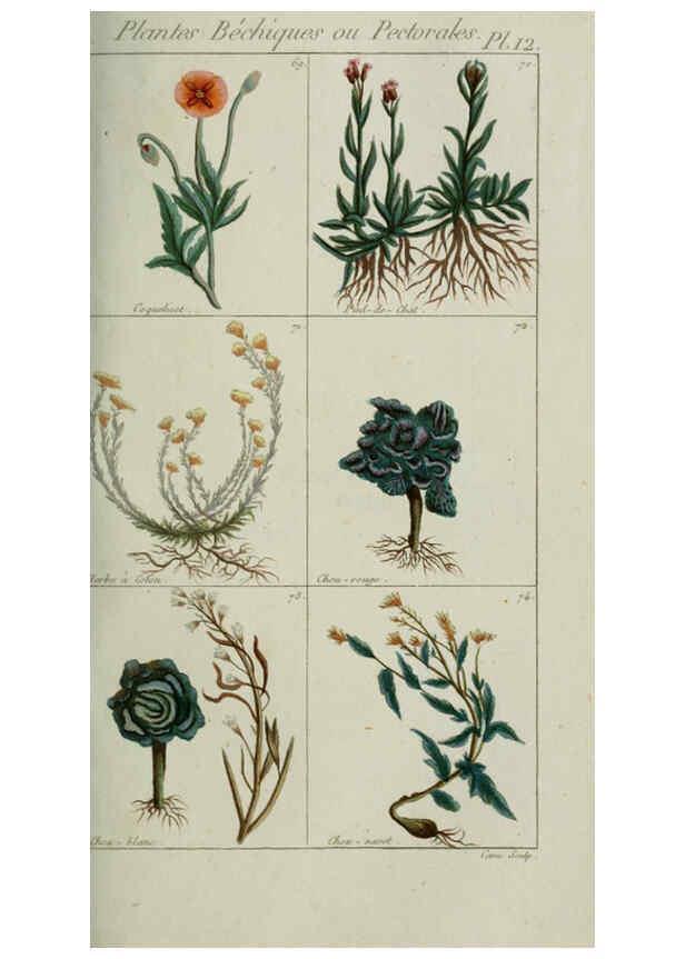 Reproducción/Reproduction 6103442017: Plantes usuelles, indigènes et exotiques Paris :Duprat-Duverger,1809