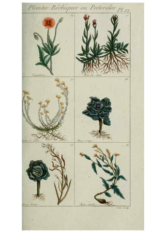 Reproducción/Reproduction 6103442017: Plantes usuelles, indigènes et exotiques Paris :Duprat-Duverger,1809