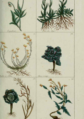 Reproducción/Reproduction 6103442017: Plantes usuelles, indigènes et exotiques Paris :Duprat-Duverger,1809