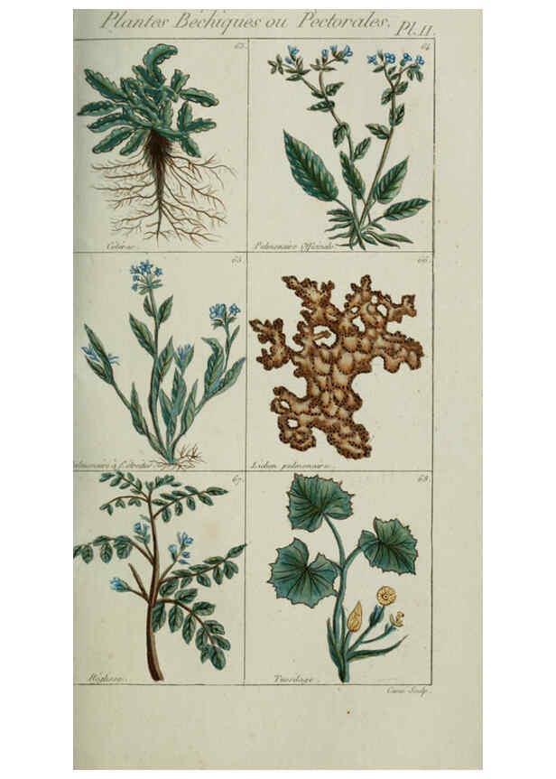 Reproducción/Reproduction 6103989096: Plantes usuelles, indigènes et exotiques Paris :Duprat-Duverger,1809