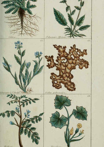 Reproducción/Reproduction 6103989096: Plantes usuelles, indigènes et exotiques Paris :Duprat-Duverger,1809
