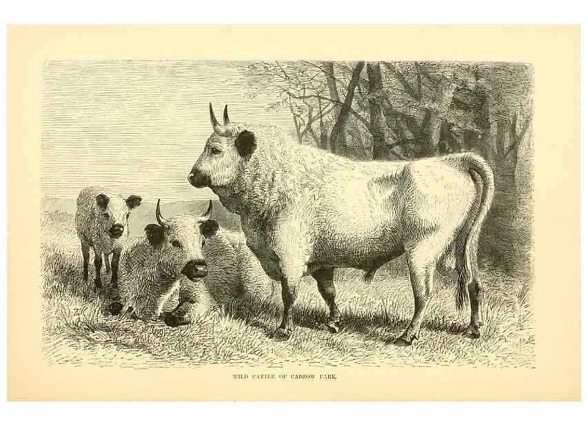 Reproducción/Reproduction 6103907262: The royal natural history. v2. sect.3 London,F. Warne,1893-1896