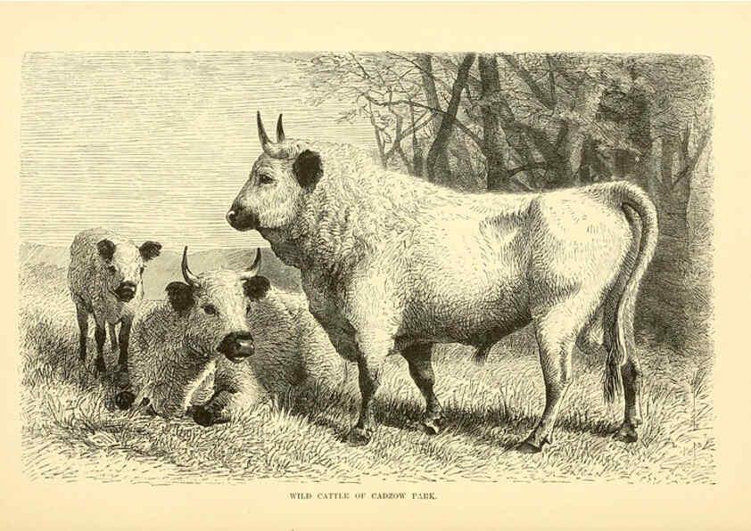 Reproducción/Reproduction 6103907262: The royal natural history. v2. sect.3 London,F. Warne,1893-1896