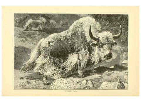 Reproducción/Reproduction 6103907460: The royal natural history. v2. sect.3 London,F. Warne,1893-1896